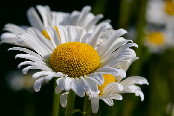 Apple watch series 9